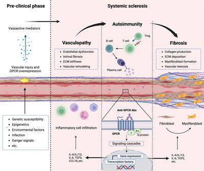 When natural antibodies become pathogenic: autoantibodies targeted against G protein-coupled receptors in the pathogenesis of systemic sclerosis